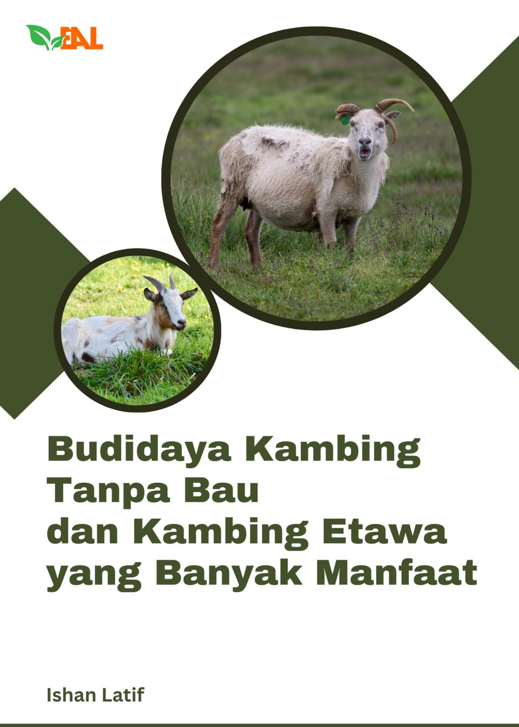 Budidaya Kambing Tanpa Bau dan Kambing Etawa yang Banyak Manfaat